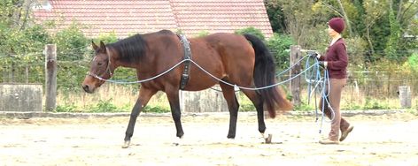 Reining Horses, Training Gear, Horse Tips, Horse Drawing, Sport Horse, Four Legged, Horse Riding, Train, Horses