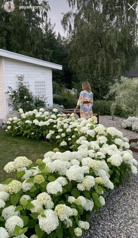 Ranch Landscaping, Hydrangea Landscaping, House Ranch, In Front Of House, Home Landscaping, White Gardens, Front Of House, House Landscape, Garden Cottage