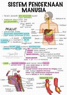 Materi Ipa, Mind Map Design, Study Biology, Medical School Life, School Study Ideas, Sistem Pencernaan, Med School Motivation, Sketch Note, Canvas Learning