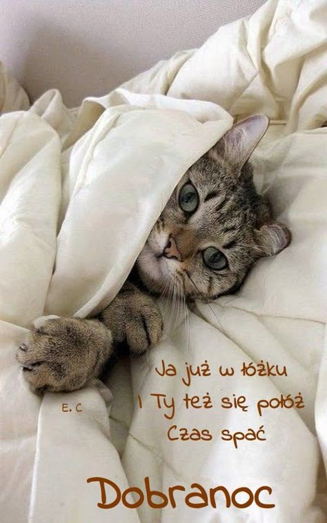 Sweet Good Night Images, Good Night Cats, Funny Good Night Images, Good Night Hug, Good Night Sleep Well, Goodnight Sweet Dreams, Good Night Cat, Nite Nite, Good Night Love Quotes