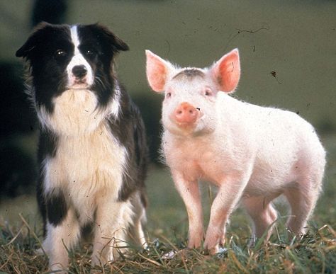 Real life 'Babe' pig Savvi mourns loss of sheep dog best friend | Daily Mail Online Babe 1995, Animal Movie, Pig Dog, Sheep Dogs, Childrens Tv, Sheep Dog, Family Films, Logo Game, Dog Best Friend