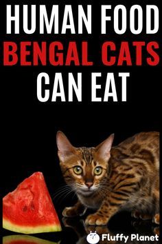 Bengal Cat Aesthetic, Silver Bengal Cat, Cat Aesthetic Wallpaper, Canned Veggies, Cat Breeds List, List Of Food, Asian Leopard Cat, Best Cat Food, Fruit Candy