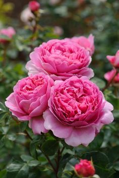 Princess Alexandra Of Kent, Alexandra Of Kent, Rose Belle, Austin Rose, Shrub Roses, Princess Alexandra, David Austin Roses, David Austin, Beautiful Rose Flowers