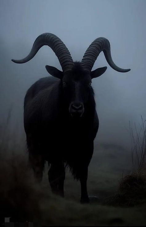 Black Goat Reference, Goat Skull Aesthetic, Dark Sheep Aesthetic, Animal Tamer Aesthetic, Goat Horns Aesthetic, Goat Aesthetic Dark, Black Goat Aesthetic, Ox Aesthetic, Goat Fantasy Art