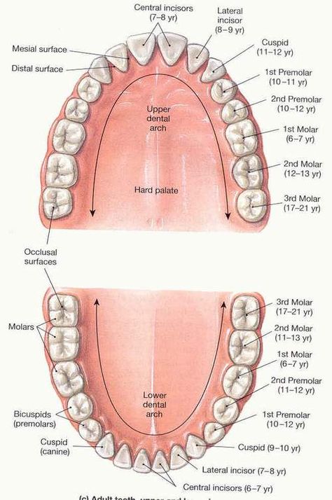 dental chart Dental Morphology Anatomy, Study Tips For Dental Students, Dental Anatomy Study, Dental Anatomy Notes, Dental Terminology Cheat Sheet, Dental Charting Symbols, Dental Assistant Study Notes, Dental Morphology, Anatomy Dental