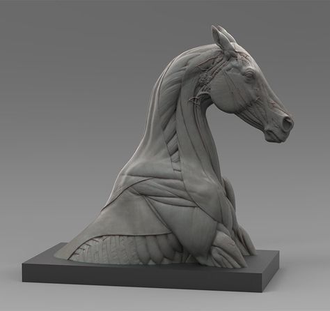 Pixologic :: ZBrush User Gallery The Werewolf, Concept Sketches, Anatomy Sculpture, Horse Anatomy, Digital Sculpture, 3d Concept, Sculptures Céramiques, Horse Drawing, Horse Drawings