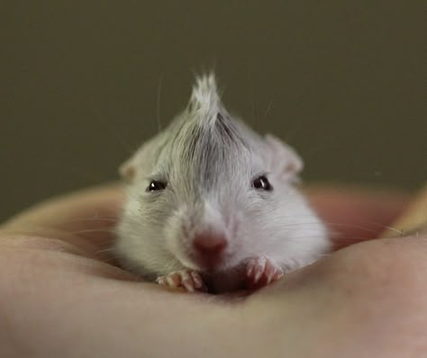 baby gerbil getting a mohawk Random Animals, The Plague, Gerbil, Silly Animals, Little Animals, Hamsters, Rodents, Cute Little Animals, Rats