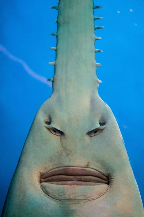 The Underside Of A Sawfish Better Known As “I’d Like To Speak To Your Manager” Creature Marine, Deep Sea Creatures, Beautiful Sea Creatures, Underwater Creatures, Aquatic Animals, Beautiful Fish, 웃긴 사진, Silly Animals, Beautiful Sea