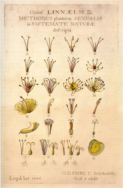 binomial nomenclature developed by Carl Linnaeus, out of the 10th edition of Systema Naturae - 1758 Carl Linnaeus, Invisible Cities, Botanical Collection, Visual Culture, Botany, Beautiful Images, Shadow Box, Vintage World Maps, Map