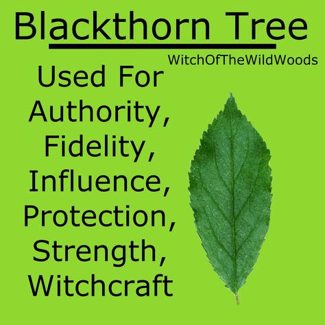 WitchOfTheWildWoods Tree Witchcraft, Herbal Witch, Wand Woods, Magickal Herbs, Green Witchcraft, Witch Garden, Magic Herbs, Witch Spell Book, Herbal Magic