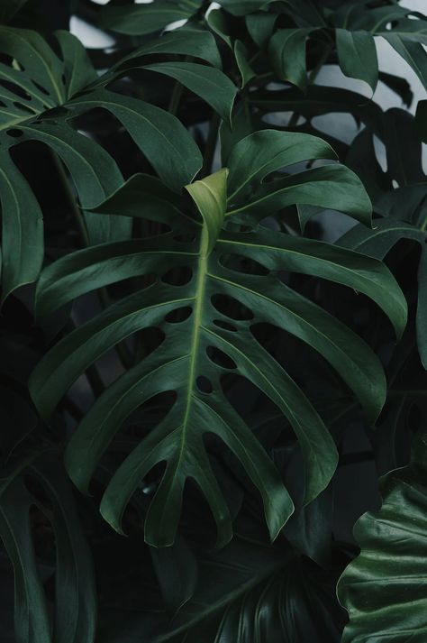 Green Foliage of the Monstera Deliciosa · Free Stock Photo Dark Green Wallpaper, Plants Are Friends, Plant Wallpaper, Plant Aesthetic, Monstera Plant, House Plants Decor, Monstera Deliciosa, Photo Wall Collage, Painting Wallpaper