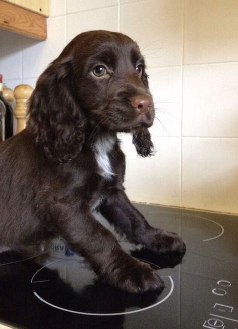 White Cocker Spaniel Puppies, Mini Cavalier King Charles Spaniel, Chocolate Cocker Spaniel Puppies, Crocker Spaniel, Baby Corgi, Cute Corgi Puppy, Funny Corgi, Corgi Pictures, Puppy Funny