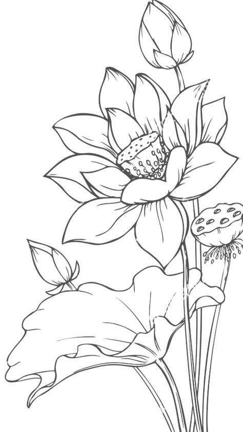 Lotos Flowers Drawing, Lotus Flower Drawing Design, Lotus Flower Sketch, Lotus Flower Drawing, Lotus Drawing, Lotus Flower Painting, Lotus Flower Art, Lotus Painting, Beautiful Flower Drawings