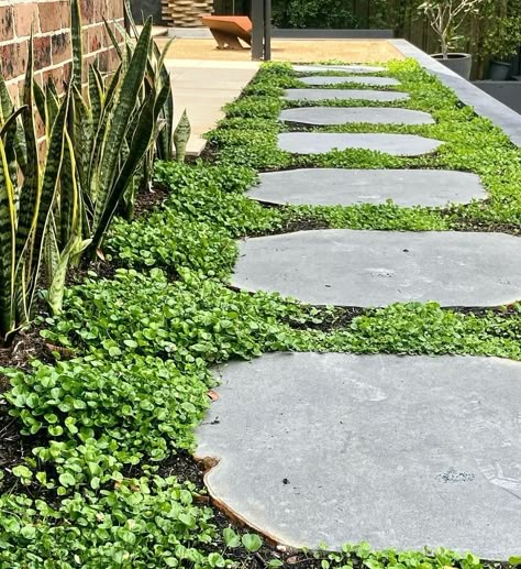 Organic Stepping Stones, Stepping Stones With Ground Cover, Steppers In Lawn, Bluestone Stepping Stone Path, Large Stepping Stones Pathway, Dichondra Ground Cover, Ground Cover Front Yard, Bluestone Steppers, Muddy Backyard