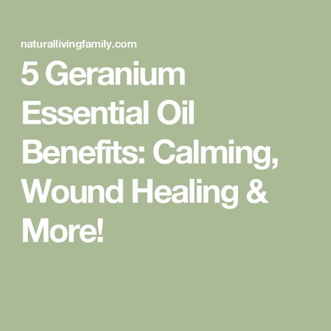 5 Geranium Essential Oil Benefits: Calming, Wound Healing & More! Geranium Essential Oil Benefits, Antifungal Essential Oil, Floral Essential Oils, Calming Oils, Essential Oil Benefits, Geranium Essential Oil, Oil Benefits, Wound Healing, Essential Oil Uses