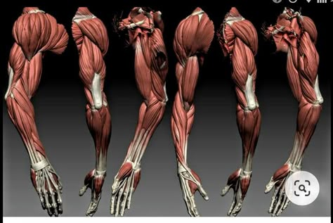 Anatomy Reference Arm, Arm Muscles Anatomy, Muscle Anatomy Reference, Arms Anatomy, Forearm Anatomy, Muscular Anatomy, Human Muscles, Arm Anatomy, Human Muscle Anatomy