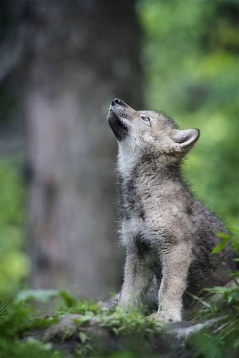 Wolf Looking Up, Hood Sketch, Wolf Side View, Grey Wolf Photography, Wolf Tattoo Ideas, Wolf Poses, Baby Wolves, Wolf Children, Wolf Images