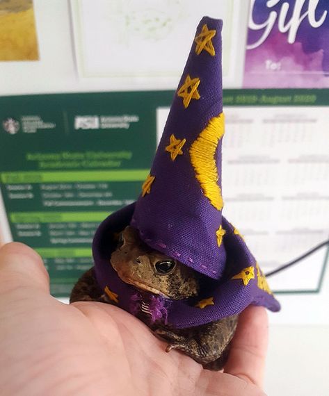 My Little Toad, Toadbert, In His Wizard Halloween Costume Ronnie Core, Frog Things, Moth Aesthetic, Eye Bleach, Pic Wall, Frog Pictures, Diy Dog Costumes, Frog And Toad, Dog Costumes