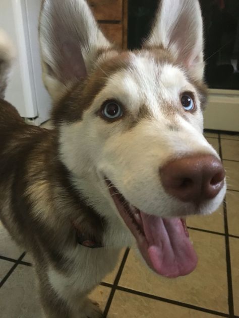 Brown Husky Aesthetic, Brown And White Husky, Brown Husky Puppy, Husky Brown, Brown Husky, Baby Huskies, Wolf Husky, White Husky, All Types Of Dogs