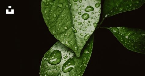 Thanks to @DariusAnton for making this photo available on @unsplash 🎁 Water Droplets Photography, Water Drop On Leaf, Leaf Photography, Leaf Images, Plant Photography, Plant Wallpaper, Beautiful Flowers Wallpapers, Backgrounds Phone Wallpapers, Water Droplets