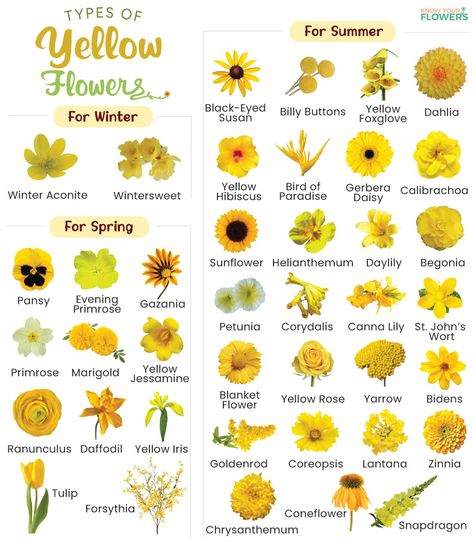 Types of Yellow Flowers - List of Names with Pictures Types Of Yellow Flowers, Different Types Of Daffodils, Yellow Flowers Meaning, Types Of Daffodils, Names Of Flowers With Pictures, Flowers Name With Pictures, Unique Flower Names, Orange Flower Names, Yellow Flowers Names