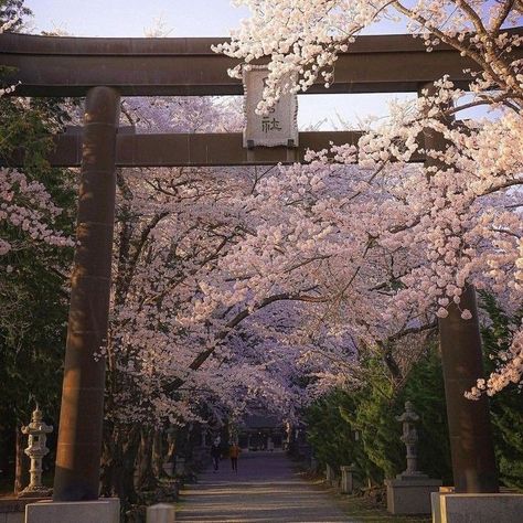 Cherry Blossom Aesthetic, Soft Music, Japan Cherry Blossom, Write Poetry, Cherry Blossom Japan, Sakura Tree, Read And Write, Stay Alive, Dead Poets Society