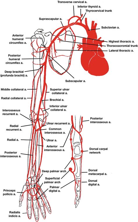 Artery And Veins Anatomy, Arteries And Veins Anatomy, Anatomy Terminology, Medschool Aesthetic, Brachial Artery, Surgical Technologist Student, Upper Limb Anatomy, Human Body Science Projects, Arteries Anatomy