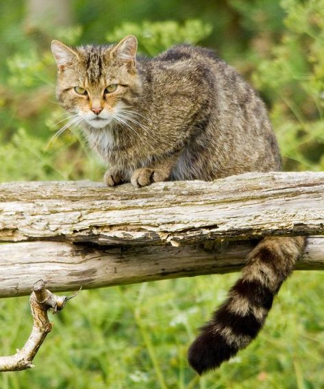 European wildcat (Felis silvestris) / Chat sauvage d'Europe European Wildcat, Coastal Wolf, Winged Wolf, Timber Wolf, Red Deer, Feral Cats, Silly Pictures, Draw On Photos, Wild Cats