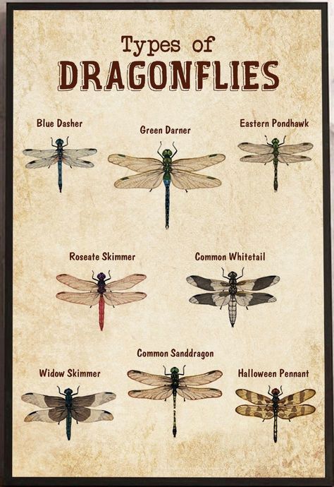 Images Of Dragonflies, Dragonfly Species, Types Of Bees Chart, Dragonfly Poster, Dragon Fly, Dragonflies, Types Of Dragonflies, Dragonfly Facts, Insect Identification