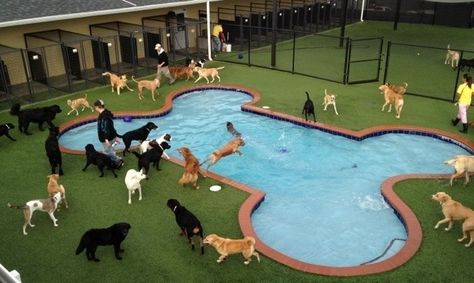 Dog Enclosures, Luxury Dog Kennels, Hotel Pet, Indoor Dog Park, Pet Daycare, Dog Boarding Facility, Dog Boarding Kennels, Boarding Facility, Doggy Daycare