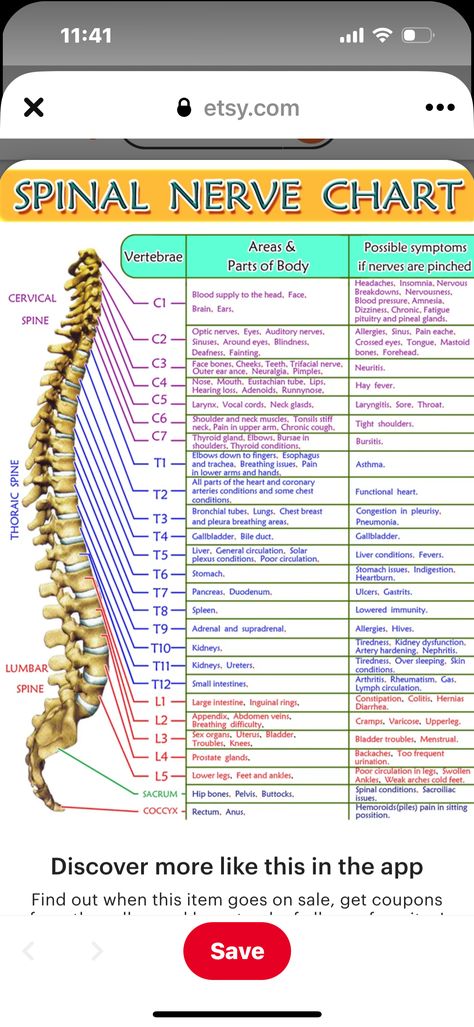 Spinal Nerve Function, Spinal Nerve Function Chart, Ram Hanuman, Outer Ear, Optic Nerve, Nutrition Chart, Spinal Nerve, Sri Ram, Pineal Gland