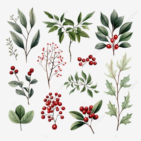 Christmas Berries Illustration, Winter Flower Drawing, Winter Berries Illustration, Holly Line Drawing, Winter Flowers Drawing, Holly Plant Tattoo, Christmas Flower Drawing, Christmas Flowers Drawing, Winter Tattoo Ideas