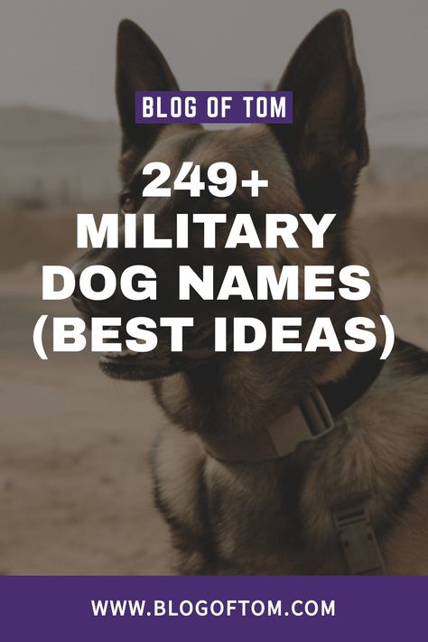 In this article, we’ve compiled an extensive list of 249+ military dog names that encompass the best, good, unique, cute, and badass ideas. Powerful Dog Names, Strong Dog Names Male, Male Dog Names List, Male Dog Names Unique, Strong Dog Names, German Dog Names, Police Dog Names, Country Dog Names, Tough Dog Names