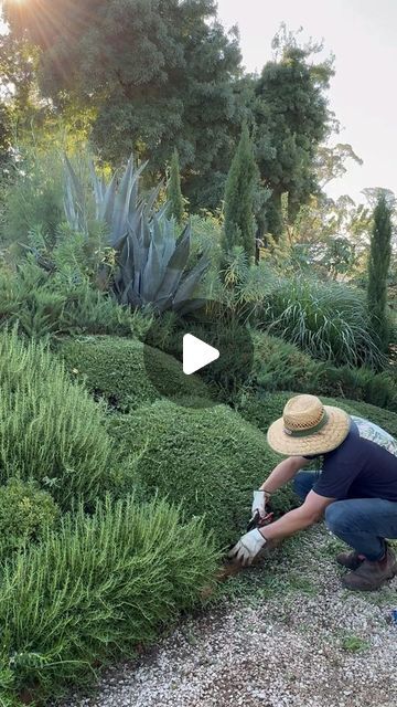 Brenton Roberts on Instagram: "So satisfying cleaning up the prostrate Rosemary on the front bank. I’ve tried to give it a wave shape in keeping with my the English box balls. Tapping into a little @willgibsongardens on this one #landscaping #gardendesign #art #trimming #topiary #hedges #raybrodiecottage #plantchoice #plants #garten #jardin" Rose Topiary Garden, Rosemary In Landscaping, Garden Bank Ideas, Rosemary Bush Landscaping, Rosemary Prostrate, Rosemary Landscape, Rosemary Plant Landscaping, Rosemary Landscaping, Rosemary Hedge