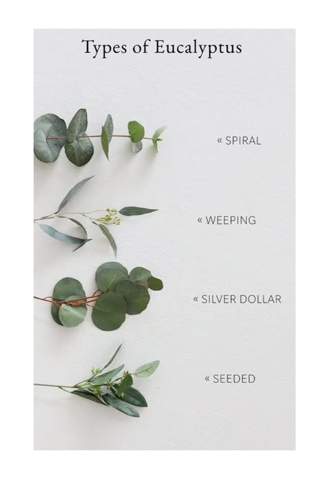 Different Types Of Eucalyptus, Types Of Eucalyptus Leaves, Faux Eucalyptus Decor, Eucalyptus Types, Faux Olive Trees, Types Of Eucalyptus, Fake Vines, Eucalyptus Stems, Deco Champetre