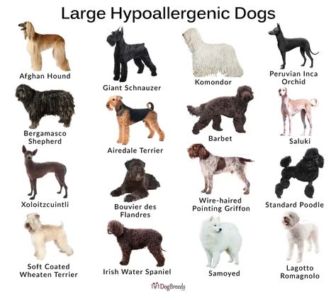 Dog Breeds For First Time Owners, Cute Dog Breeds Medium, Hyper Allergenic Dogs Breeds, Cute Medium Sized Dogs, Medium Dogs Breeds, Medium Size Dog Breeds, Massive Dog Breeds, Dog Breeds Big, Dog Symbolism