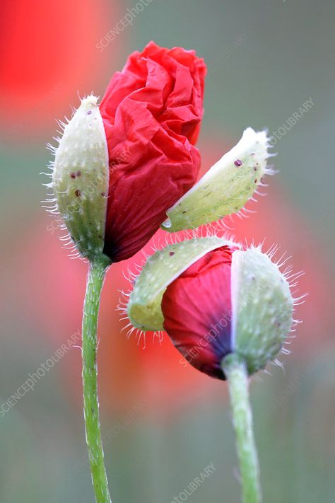 Corn poppy buds (Papaver rhoeas) - Stock Image - B830/3442 - Science Photo Library Poppy Photography, Papaver Rhoeas, Corn Poppy, Lazio Italy, Science Photos, Watercolor Flower Art, Remembrance Day, Enchanted Garden, Flower Bud