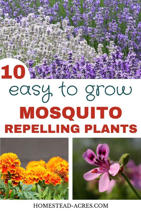 These mosquito repellent plants really work! Mosquitoes used to drive me crazy but adding these plants that repel mosquitoes in my backyard garden and patio helped so much. You’ll love these easy to grow flower and herb ideas for both sunny and shade gardens. #gardening #gardenpests #naturalliving #homesteadacres | homestead-acres.com Backyard Bug Repellent, Plants That Repel Mosquitoes, Mosquito Repellent Plants, Herb Ideas, Insect Repellent Plants, Plants That Repel Bugs, Mosquito Plants, Mosquito Repelling, Repellent Plants