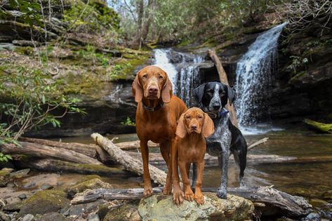 Dog-Friendly Hikes: South Carolina - Kurgo Dog Products South Carolina Hiking, Foothills Trail, Road Trip With Dog, Carolina Dog, Rainbow Falls, Summer Hike, Hiking Dogs, Falls Creek, Spanish Moss