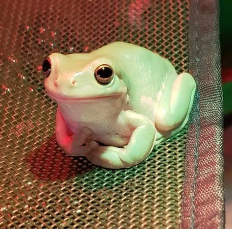 Whites Tree Frog, Pet Frogs, Frog Pictures, Cute Reptiles, Frog Art, Tree Frog, Frog And Toad, Arte Inspo, Tree Frogs