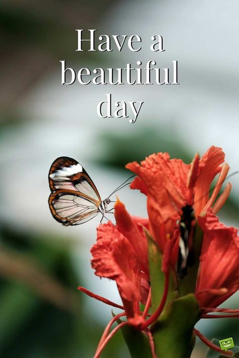 Have A Lovely Day Images, Have A Beautiful Day Images, Good Morning Have A Beautiful Day, Have A Happy Day Quotes, Good Morning Wishes Have A Great Day, Have A Beautiful Day Quotes, Good Morning Butterflies, Have A Nice Day Images, Have A Great Day Quotes