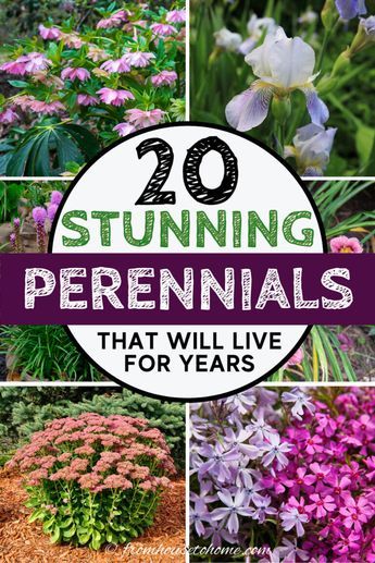 I have major gardening goals. So this list of beautiful perennial plants that live for a long time is coming at the perfect time. With all kinds of flowers, there's options for both full sun and shade gardens. #fromhousetohome #gardeningforbeginners Shade Flowers Perennial, Plants For Full Sun, Hanging Garden Ideas, Perennial Garden Plans, Long Blooming Perennials, Garden Perennials, Garden Remedies, Full Sun Perennials, Beautiful Wall Hanging