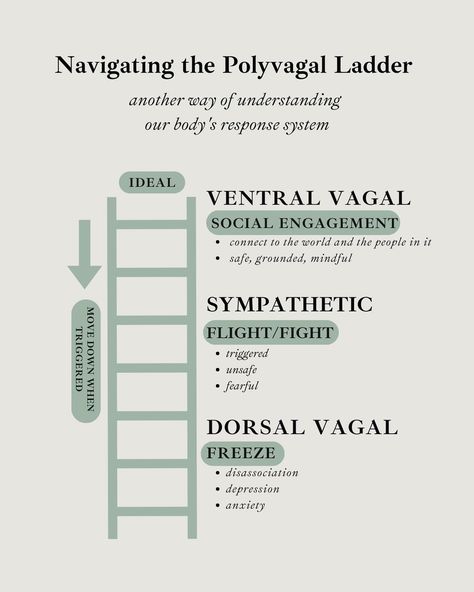 🔍 Understanding Our Nervous System Through the "Polyvagal Ladder" 🧠💡 Our autonomic nervous system operates like a highly coordinated team with three key players, engaging and recovering in a specific sequence. Let’s explore the "Polyvagal Ladder," a concept by Dr. Stephen Porges, made practical by Deb Dana. 1️⃣ Ventral Vagal Complex - This is the part of the parasympathetic branch that’s all about social engagement, connection, and safety. 🌟 THIS FEELS LIKE: Joy, connection, creativity, pla... Deb Dana Polyvagal, Ventral Vagal Activation, Polyvagal Theory Nervous System, Polyvagal Ladder, Dorsal Vagal Shutdown, Ventral Vagal, Stephen Porges, Dorsal Vagal, Psychology Decor