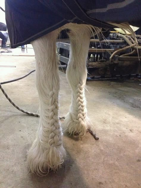 French braided feathers Horse Mane Braids, Horse Braids, Horse Hair Braiding, Horse Braiding, Horse Mane, Clydesdale Horses, Horse Grooming, Horse Things, All The Pretty Horses