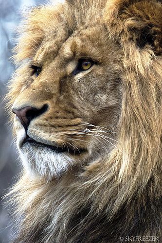 Vienna Zoo, Lion Photography, Lion Drawing, Lions Photos, Lion Love, Lion Painting, Lion Wallpaper, Lion Images, Lion Pictures