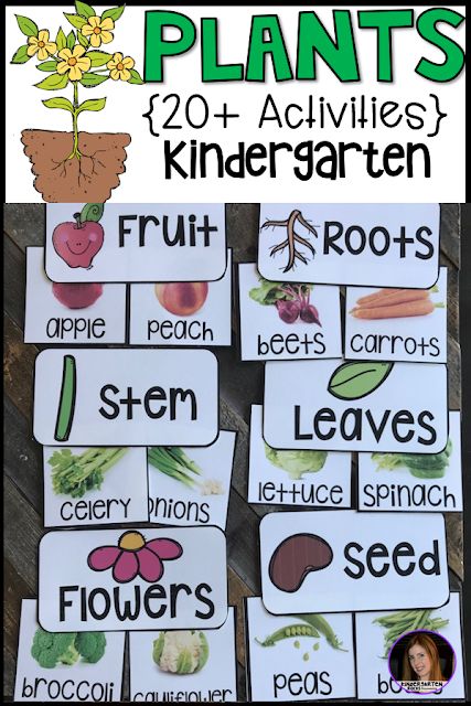 Plants {20  Activities} for Kindergarten.  The boys and girls will love this literacy and science based unit!  Kids will learn about plant life cycle, plant parts/jobs, parts of a plant we eat, types of plants and what plants need to live with writing, literacy and craft activities. Plant Unit Kindergarten, Plant Activities For Kids, Plants Lesson Plans, Plants Kindergarten, Plant Lessons, Alphabet Activities Kindergarten, Kindergarten Units, Planting For Kids, Centers For Kindergarten