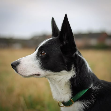 Dog Head Angles, Dog Refrences Photos, Border Collie Reference, Dog Looking Down, Dog Side Profile Drawing, Animal Side Profile, Dog Reference Photo, Dog Side Profile, Beautiful Side Profile