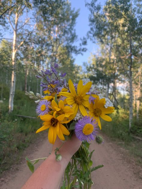 Wyoming Flowers, Utah Flowers, Pretty Mountains, Colorado Wild Flowers, Utah Wild Flowers, Utah Wildflowers, Wyoming Mountains, Rocky Mountain Wildflowers, Gods Art