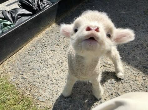 Cute Goats, Baby Goats, Super Cute Animals, Baby Cows, Pretty Animals, Silly Animals, Cute Animal Photos, Cute Animal Pictures, Little Animals