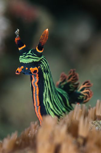 Nembrotha Kubaryana, Creature Marine, Deep Sea Creatures, Beautiful Sea Creatures, Sea Slug, Underwater Creatures, Underwater Life, Water Life, Marine Animals